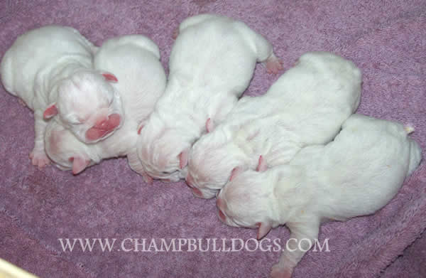 English Bulldog new born pictures